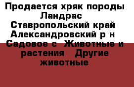 Продается хряк породы Ландрас - Ставропольский край, Александровский р-н, Садовое с. Животные и растения » Другие животные   . Ставропольский край